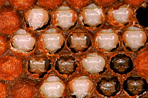 Honey bee - capped brood of pupae with pupae exposed, England