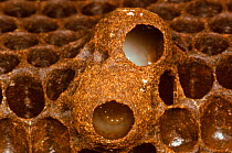 Honey bee queen cells and larvae (Apis mellifera) UK