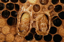 Honey bee queen cells and pupae (Apis mellifera) - cells opened to show pupae
