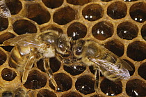 Honey bee worker feeds virgin queen {Apis mellifera} UK