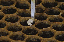 Honey bee female larva (Apis mellifera) being removed from cell in hive for growing on as Queen bee, UK