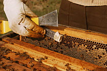 Introducing queen honey bee (Apis mellifera) to hive, UK (Queen has been reared artificially)