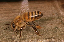 Honey bee {Apis mellifera} fanning its wings to cool the hive (Apis mellifera) UK
