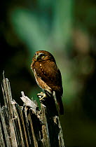 Ferruginous pygmy owl. (Glaucidium brasilianum) Brazil Itatiaia NP, South America