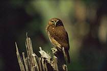 Ferruginous pygmy owl (Glaucidium brasilianum) perched on wood, Itatiaia NP, Brazil