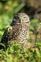 Burrowing Owl (Athena cunicularia) Florida,USA