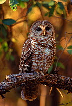 Mexican Spotted Owl in Arizona, USA. Endangered species