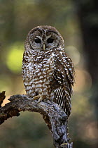 Mexican spotted owl {Strix occidentalis lucida}Arizona, USA
