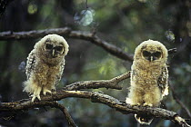 Mexican Spotted Owl (Strix occidentalis lucida) two fledglings perched, USA