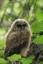 Mexican Spotted Owl {Strix occidentalis lucida} fledgling, USA.