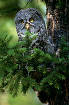 Great Grey Owl in tree (Strix nebulosa) Yellowstone NP Wyoming, USA.
