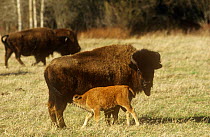 Wood bison (Bison bison athabascae) calf suckling, Wood buffalo NP, Canada