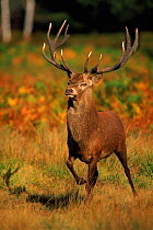 Red deer stag in rutting season, UK