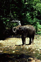 Young Indian elephant bathing (Elephas maximus) Sri Lanka