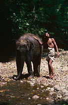 Young Indian elephant {Elephas maximus} with boy, Sri Lanka