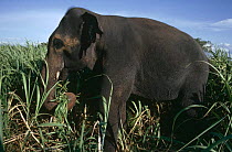 Male Indian Elephant {Elephas maximus} feeding in sugar cane field, Sri Lanka