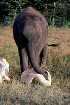 Young Indian Elephant inspecting bones of dead elephant. Sri Lanka.