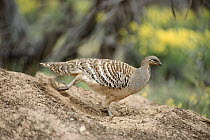 Mallee fowl male working nest mound. Eggs are laid in mound and incubated by 'composting' heat of vegetation in mound. Temperature regulated by adding or removing material by adults. Australia