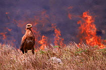 Savanna hawk (Buteogallus meridionalis) foraging before fire Venezuela