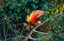 Raggiana bird of paradise (Paradisaea raggiana) male displaying at lek Papua New Guinea, Varirata NP.