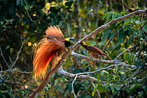 Raggiana bird of paradise (Paradisaea raggiana) male displaying to female, Papua New Guinea, Varirata NP.