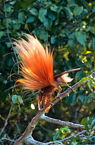 Raggiana bird of paradise (Paradisaea raggiana) male displaying to female at lek, Papua New Guinea, Varirata NP