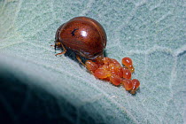 Viviparous leaf beetle giving birth to live young (Eugonycha sp) Brazil