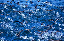 Large flock of Cory's shearwaters (Calonectris diomedea) taking off from sea surface, Monterey Bay, California, USA