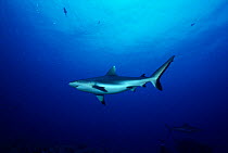 Blacktail reef shark, Red Sea (Carcharhinus wheeleri)