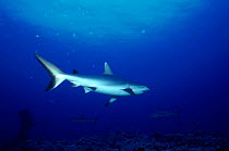 Blacktail Reef Shark, Red Sea