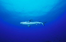 Blacktail Reef Shark. Red Sea (Carcharhinus wheeleri)