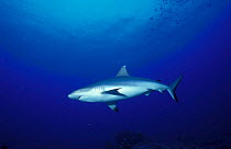 Blacktail Reef Shark. Red Sea (Carcharhinus wheeleri)