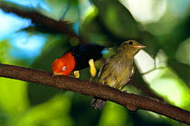 Red Capped Manakin courtship (Pipra mentalis) Costa Rica. Male (left)  does 'Moonwalk' dance to attract female