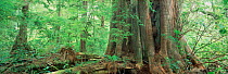 Temperate rainforest trees, Clayoquot Sound. Vancouver Island, British Columbia, Canada
