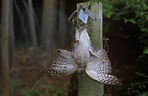 Sparrowhawk (Accipiter nisus) killed in an illegal pole trap, set up by game keeper near a pheasant pen, UK