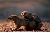 Banded mongoose, mating pair (Mungos mungo) Chobe NP, Botswana
