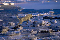 White Arctic race female Grey wolf (Canis lupus) leaping across melting ice floes, Ellesmere Island, Canada. Wild