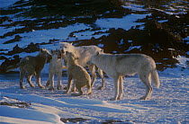 Grey wolf (Canis lupus) white arctic race, pups begging for food, Ellesmere Island, Canada