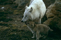 Grey wolf {Canis lupus} (white arctic race) mother with pup begging for food, Ellesmere Island, Canada
