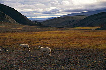 Grey / White arctic race wolf yearlings {Canis lupus} Ellesmere Island, Canada.