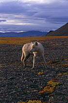 Grey wolf {Canis lupus} yearling (White Arctic race) Ellesmere Island, Canada