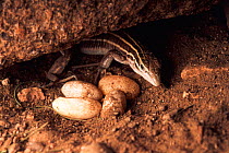Desert grassland whiptail lizard (Aspidoscelis uniparens) female with eggs, USA.