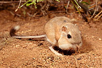 Bannertail kangaroo rat eating. (Dipodomys spectabilis) Arizona USA Full pouches