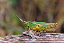Common field grasshopper. (Chorthippus bunneus) UK