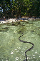 Banded sea krait swimming towards beach (Laticauda colubrina) Pulau Tiga NP, Borneo