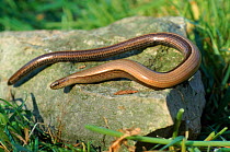 Slow worm (Anguis fragilis) on rock. England, UK, Europe