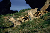 Two wild pups of Arctic white form of Grey wolf (Canis lupus) Ellesmere Island, Canada