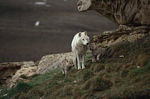White arctic form of wild Grey wolf (Canis lupus) adult female with two pups, Ellesmere Island, Canada