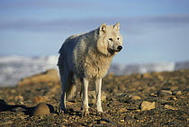 White arctic form of wild Grey wolf (Canis lupus) adult female, Ellesmere Island, Canada