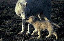 Grey wolf white Arctic form wild (Canis lupus) pup begging for food from mother. Ellesmere